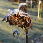 Sonnenblume im Winter