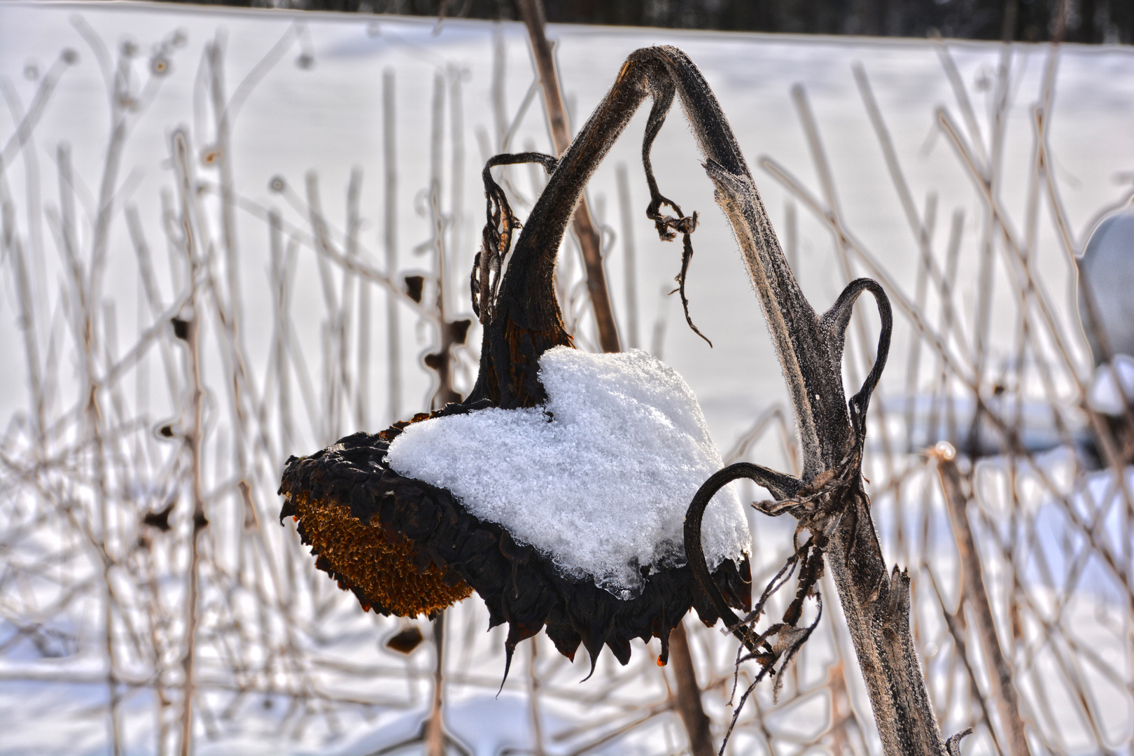 Sonnenblume im Winterschlaf