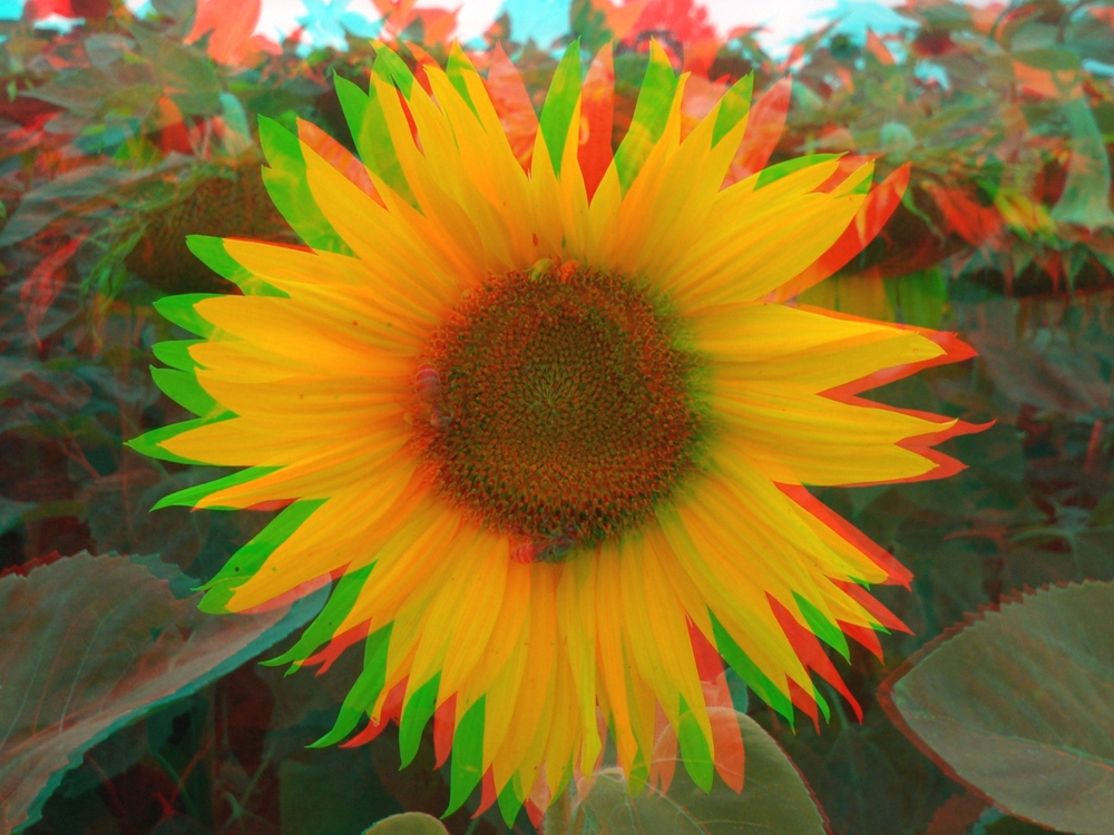 Sonnenblume in 3D