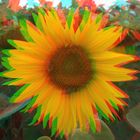 Sonnenblume in 3D