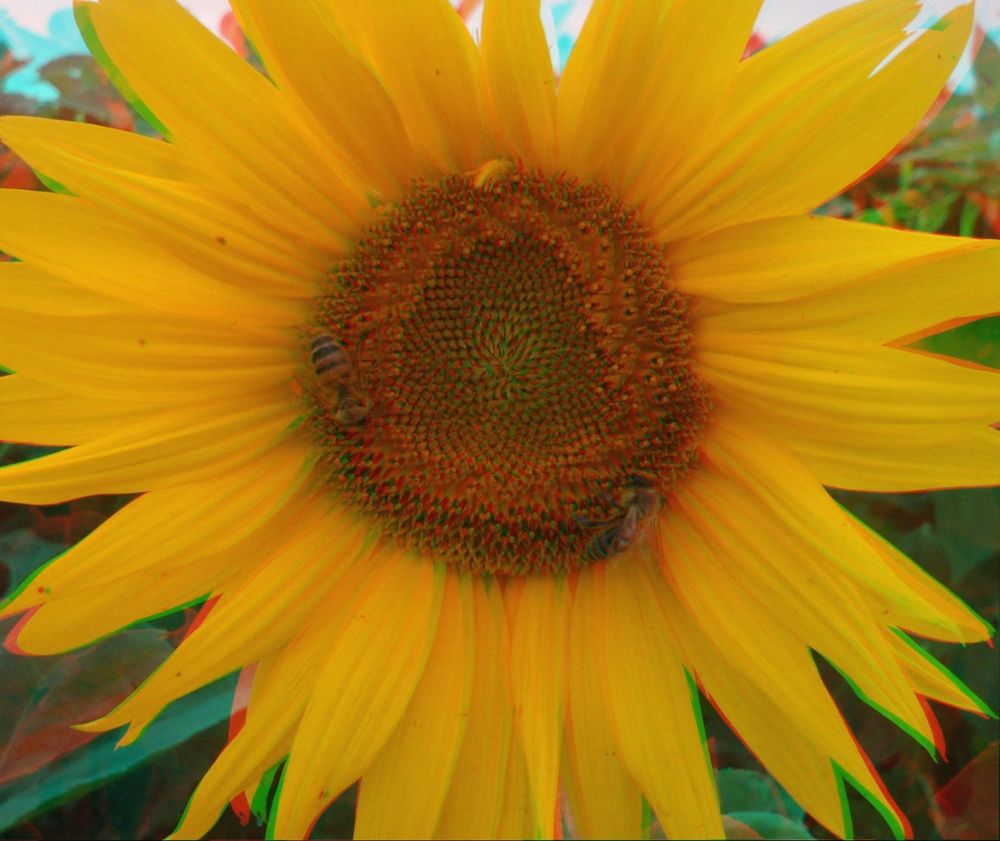 Sonnenblume in 3D ganz nah dran