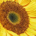 Sonnenblume in Abstraktion