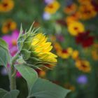 Sonnenblume in Blumenwiese