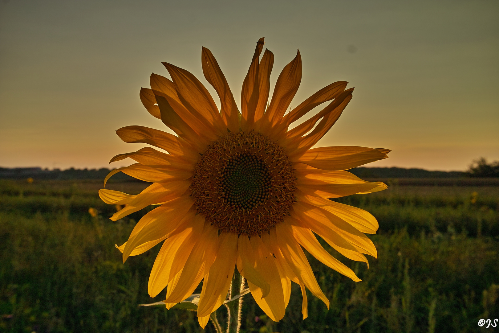 Sonnenblume in der Abenddämmerung