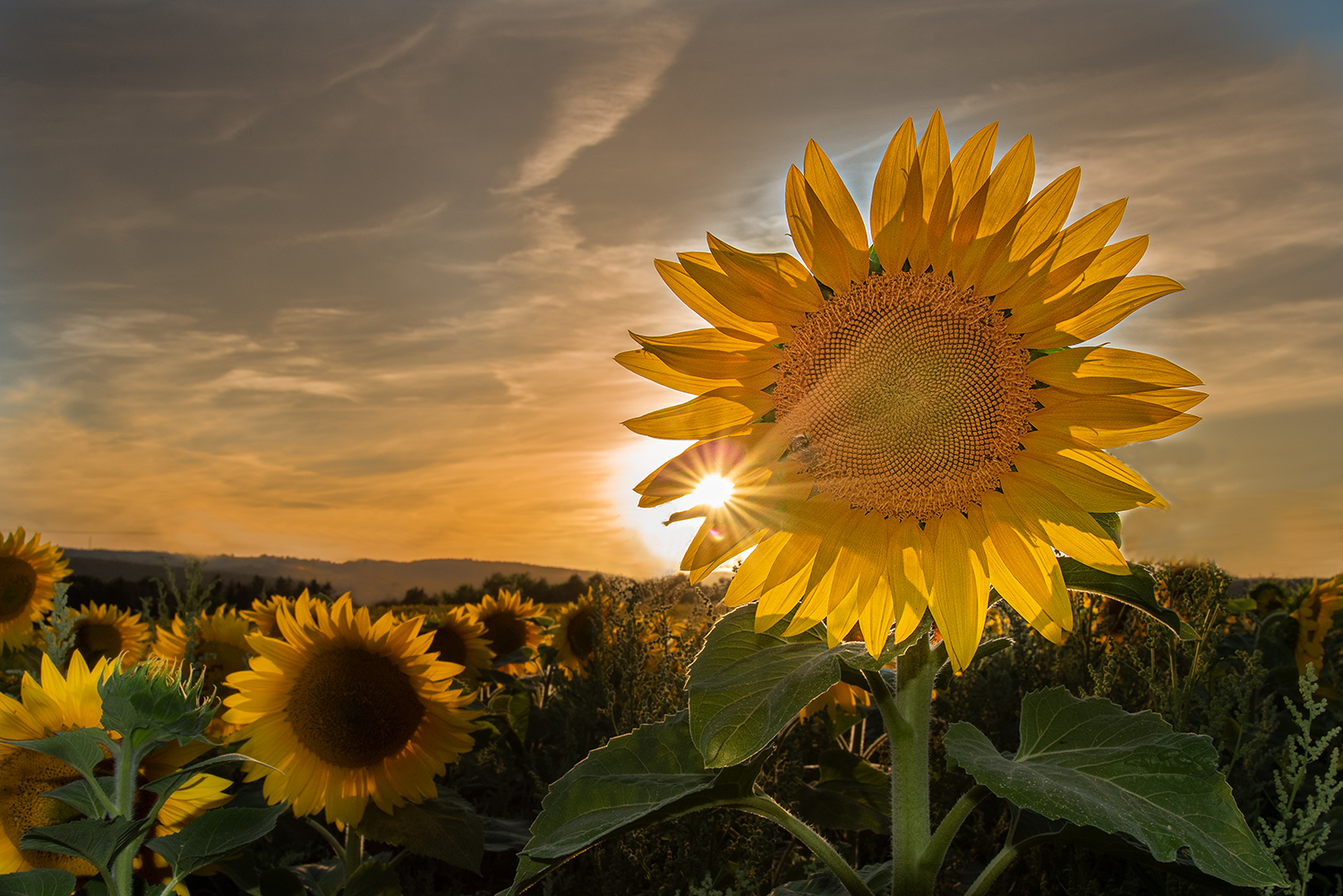 Sonnenblume in der Abendstimmung