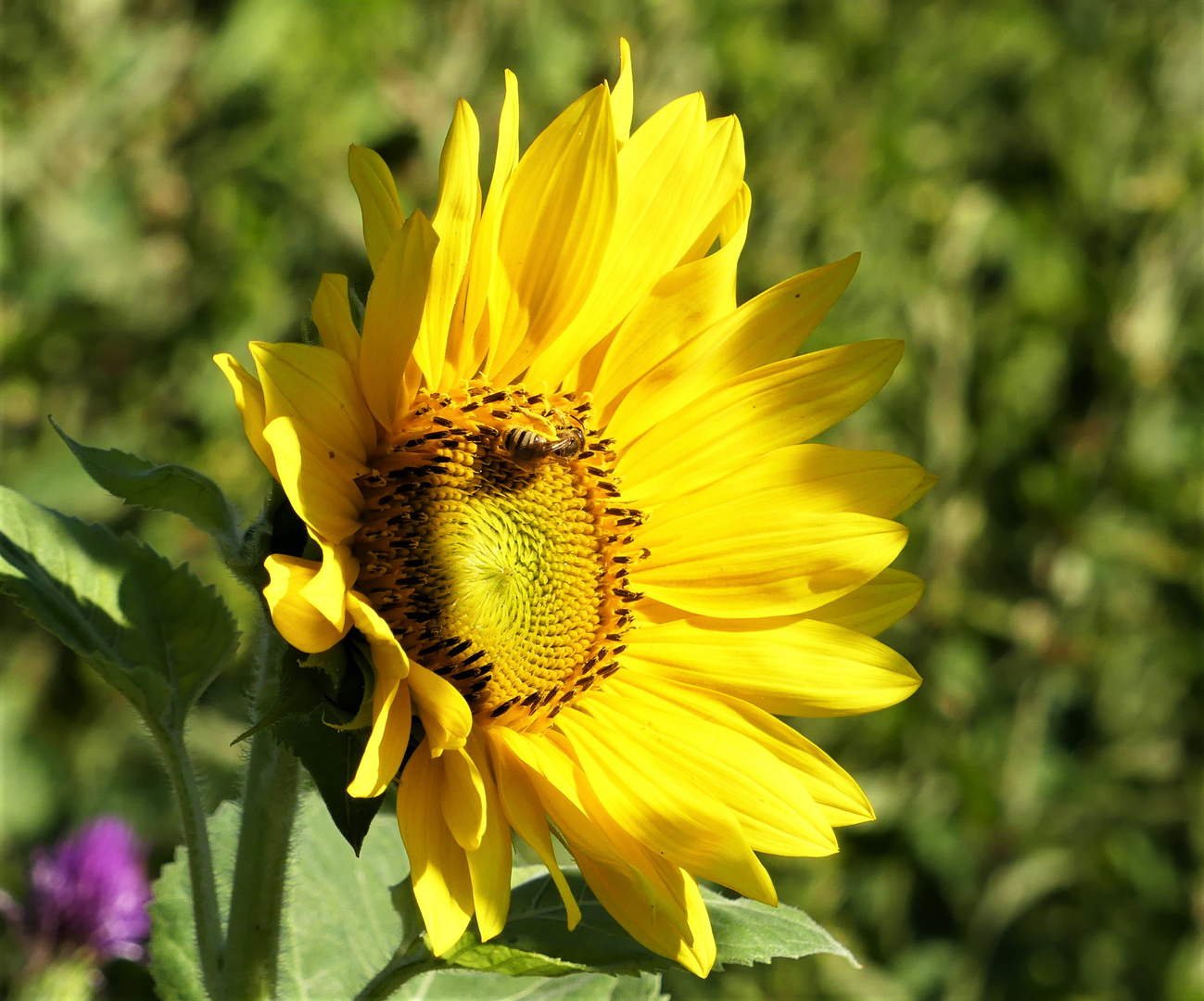 Sonnenblume in der Morgensonne