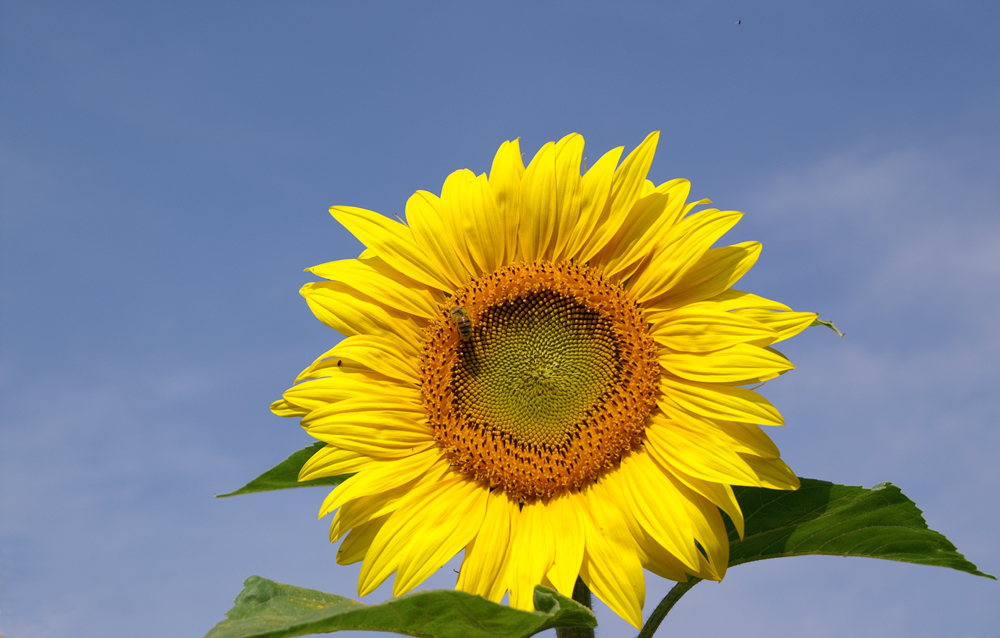 Sonnenblume in der Morgensonne..