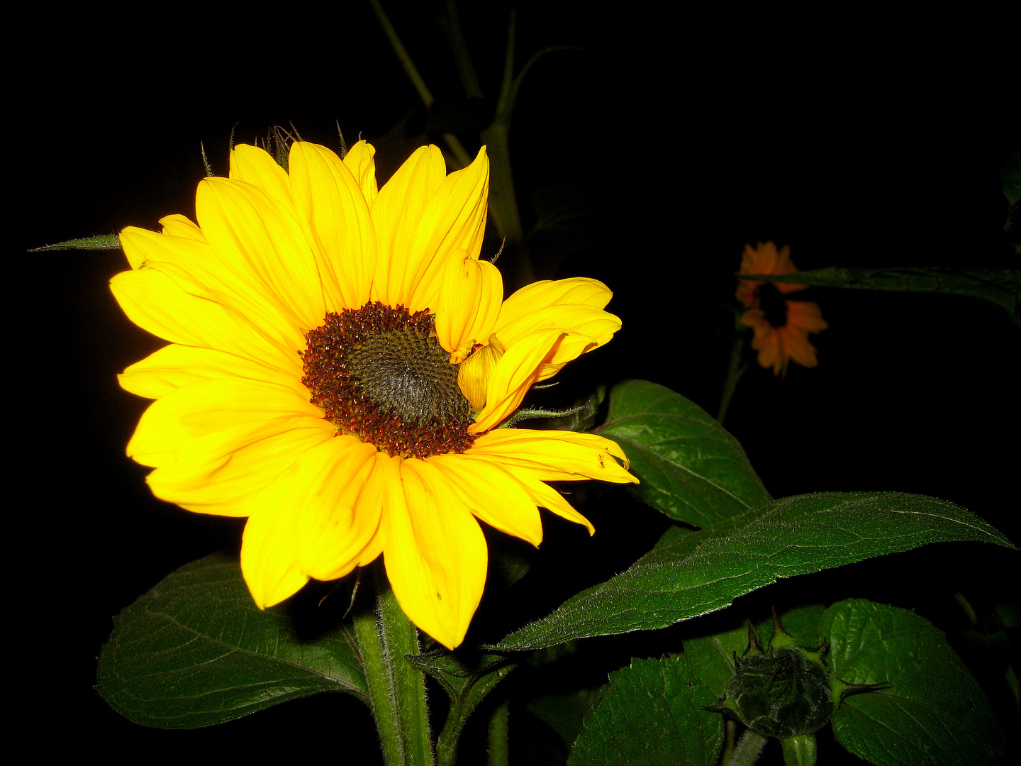 Sonnenblume in der Nacht