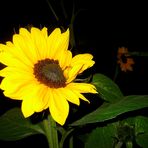 Sonnenblume in der Nacht