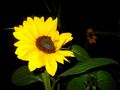 Sonnenblume in der Nacht von Ruwen 