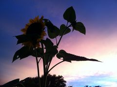 Sonnenblume in der Nacht...