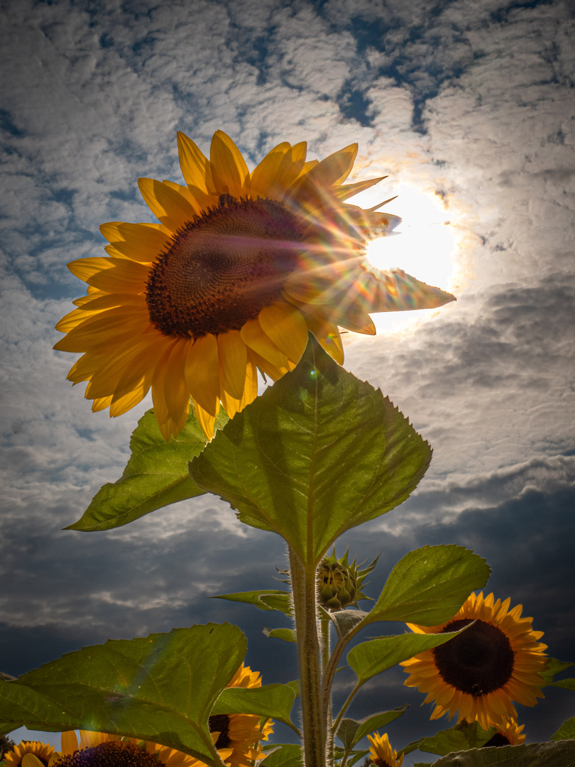 Sonnenblume in der Sonne