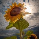 Sonnenblume in der Sonne