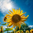 Sonnenblume in der Sonne