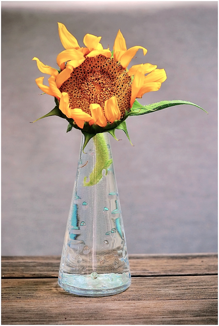 Sonnenblume in der Vase