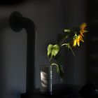 Sonnenblume in der Vase