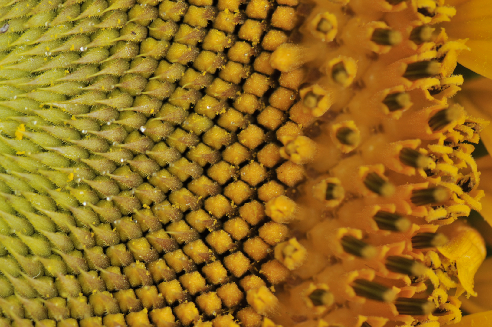 Sonnenblume in Detail