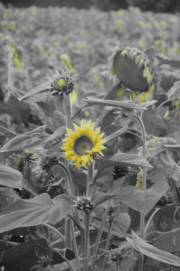 Sonnenblume in drei Stadien