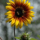 Sonnenblume in einem besonderen Licht