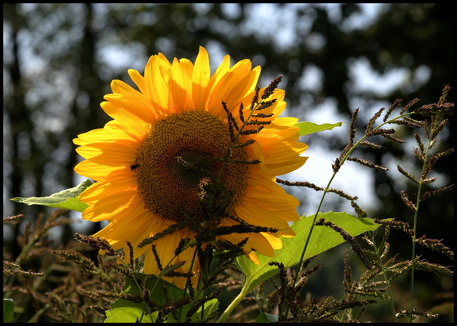 Sonnenblume in einem Brachfeld