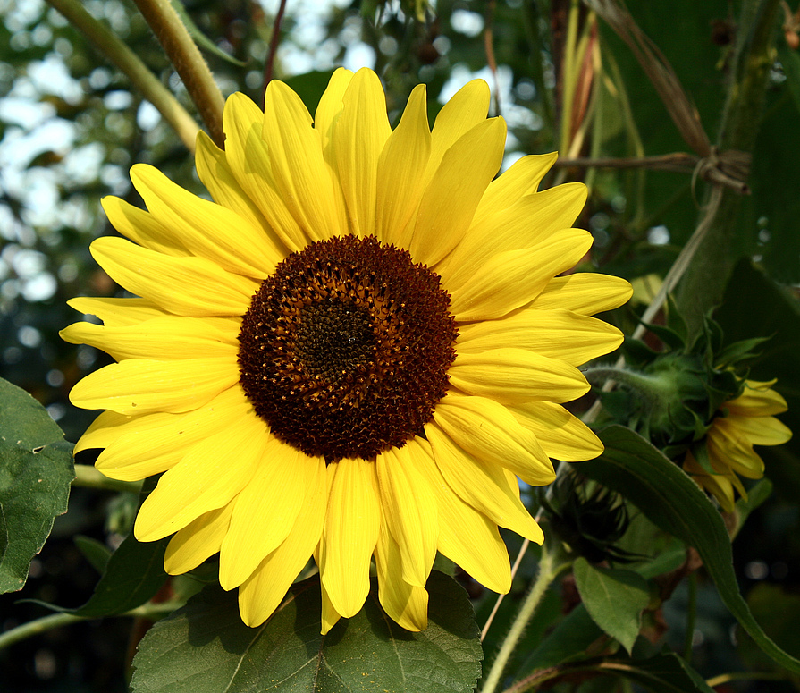 Sonnenblume in einem Kagraner Garten