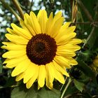 Sonnenblume in einem Kagraner Garten