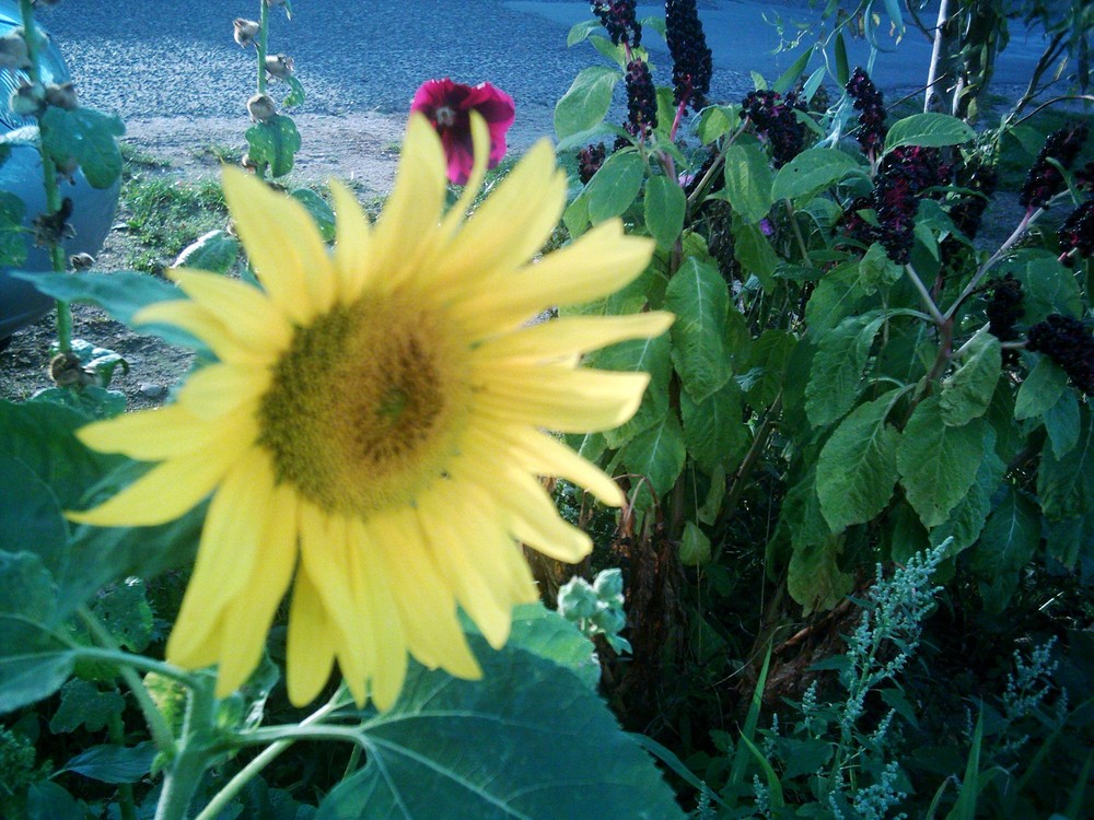 Sonnenblume in Farbe