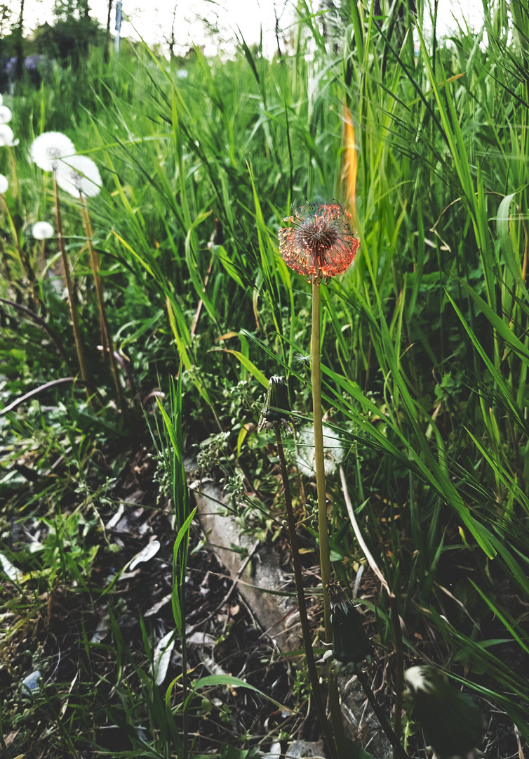 Sonnenblume in Flammen 