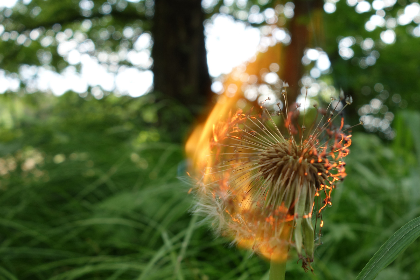 Sonnenblume in Flammen