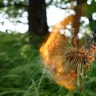 Sonnenblume in Flammen