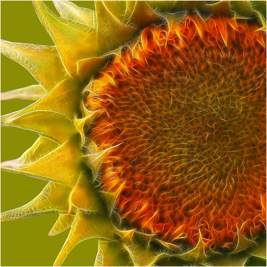 Sonnenblume in Flammen