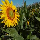 Sonnenblume in Gnevsdorf