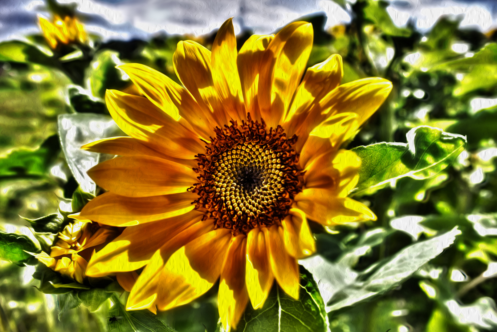 Sonnenblume in HDR