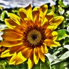 Sonnenblume in HDR