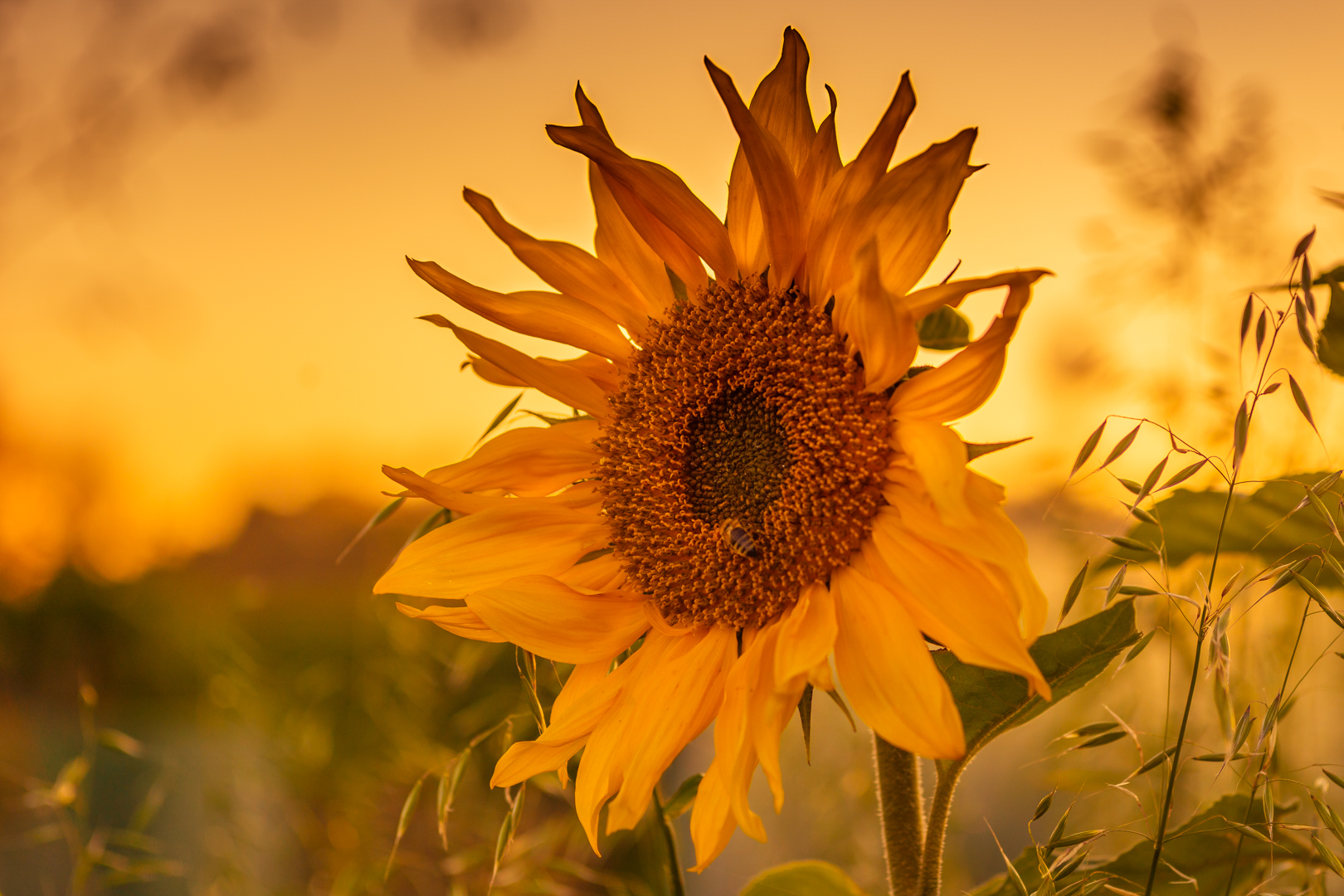 Sonnenblume in herbstlicher Abendsonne