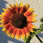 Sonnenblume in Hessen