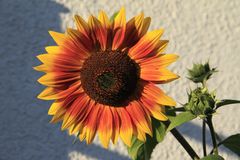 Sonnenblume in Hessen