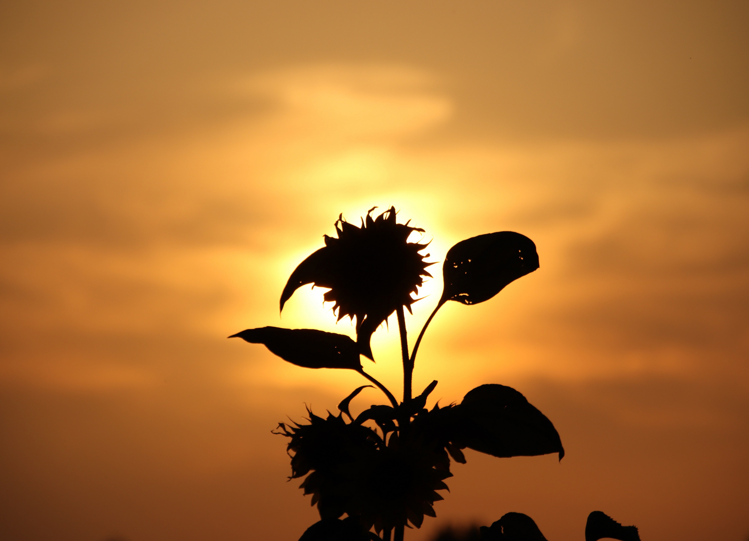 Sonnenblume.. in mehrfacher Hinsicht