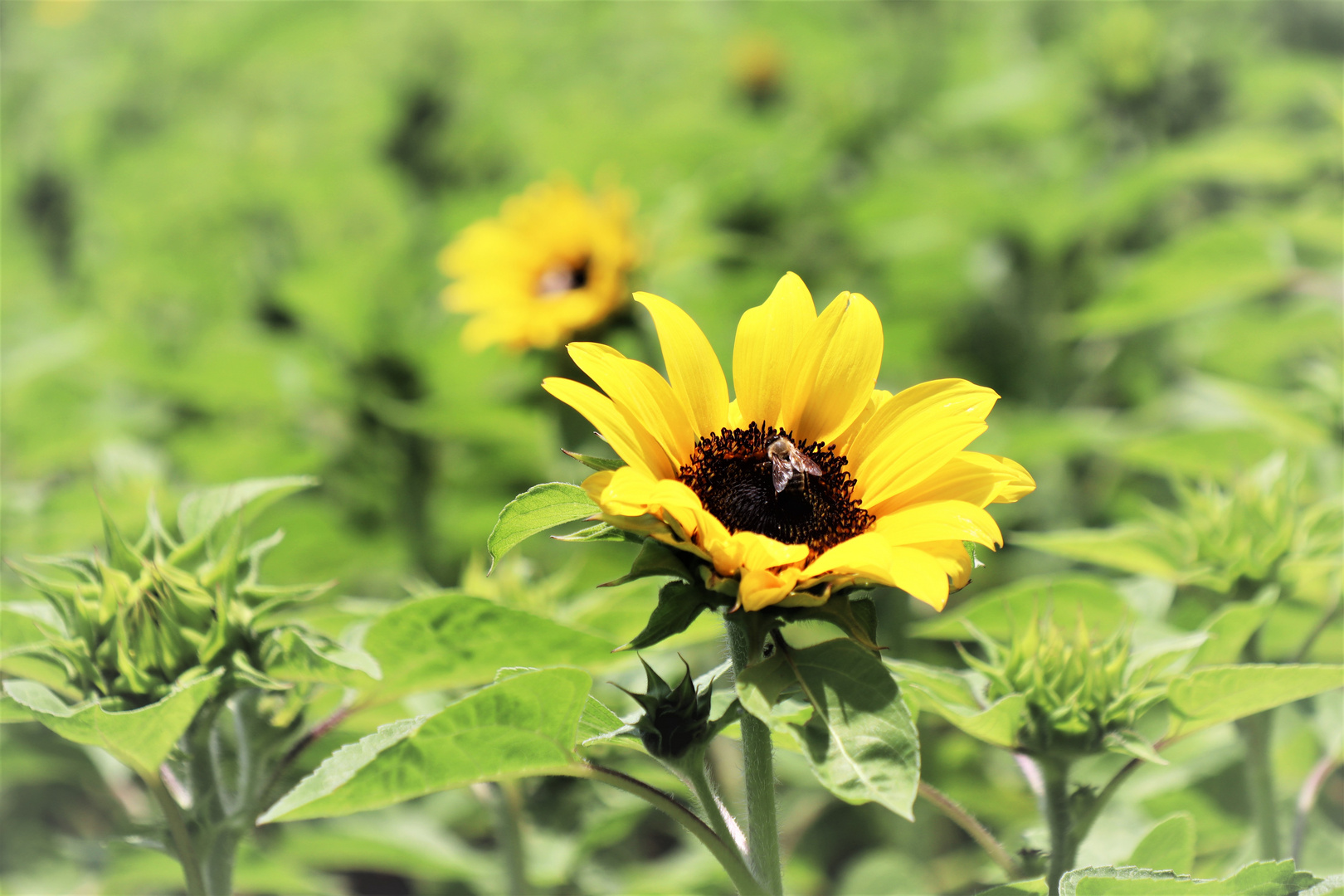 Sonnenblume in Meran 