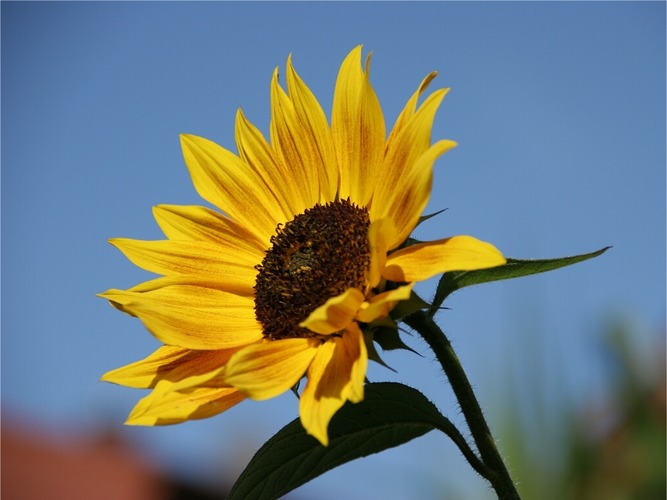 Sonnenblume in Nachbarsgarten