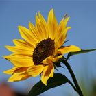 Sonnenblume in Nachbarsgarten