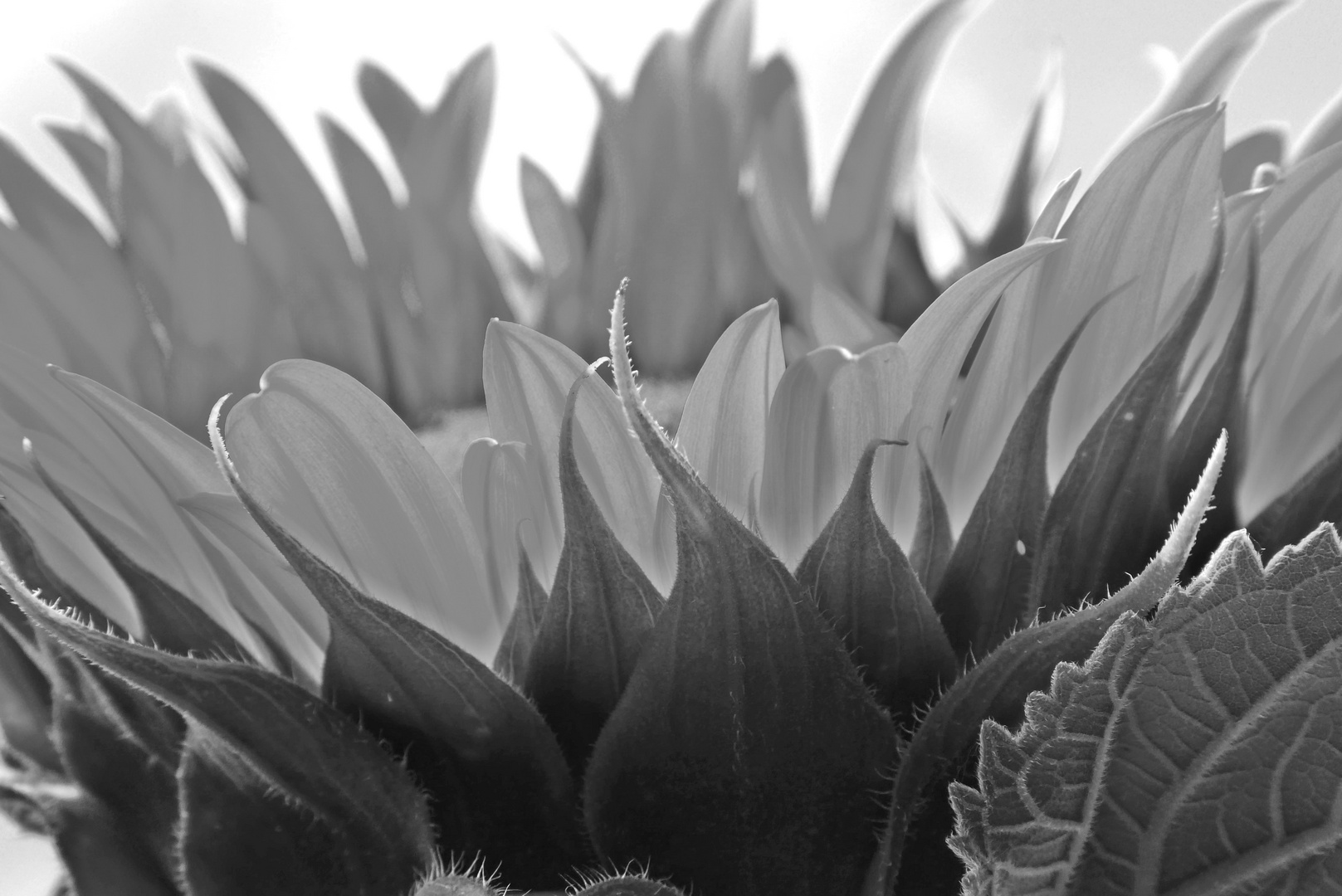 Sonnenblume in schwarz weiß