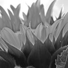 Sonnenblume in schwarz weiß