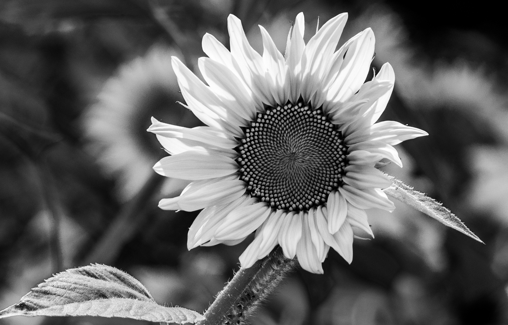 Sonnenblume in schwarz weiß