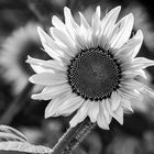 Sonnenblume in schwarz weiß