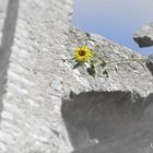 Sonnenblume in Stein