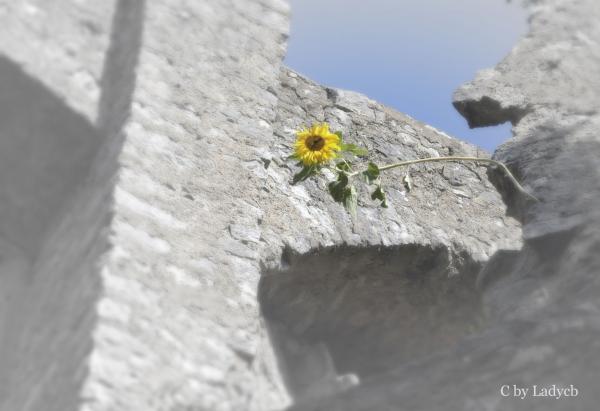 Sonnenblume in Stein