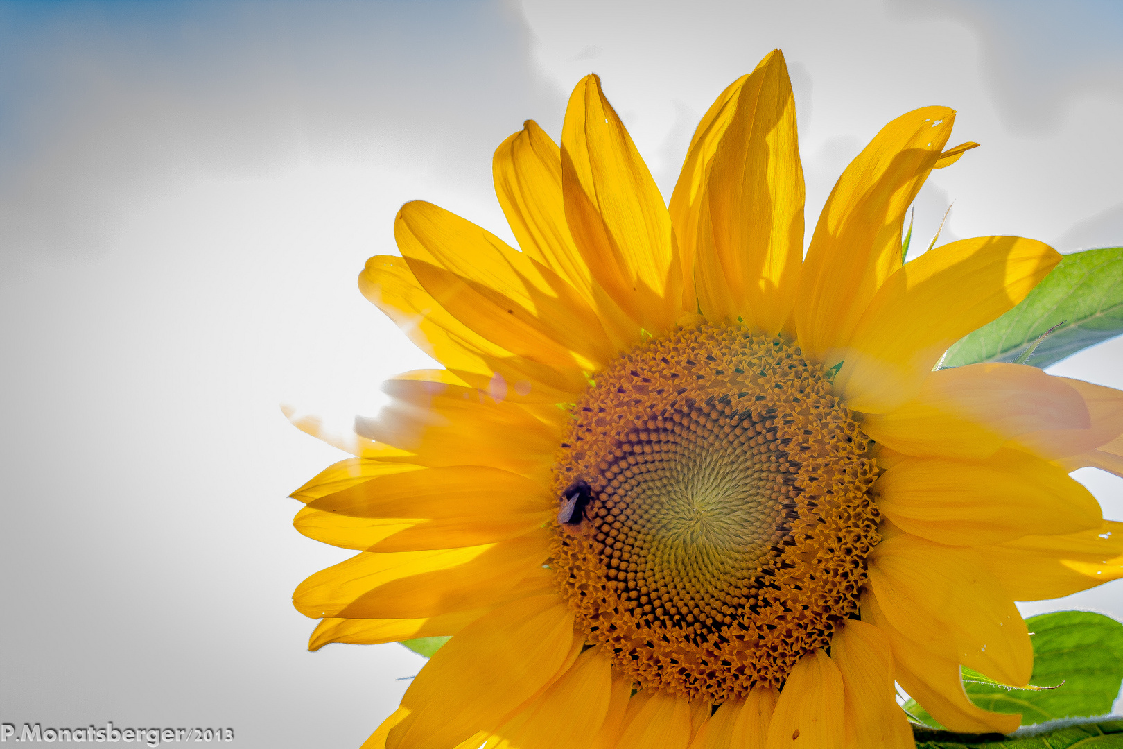 Sonnenblume in the sun