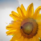 Sonnenblume in the sun