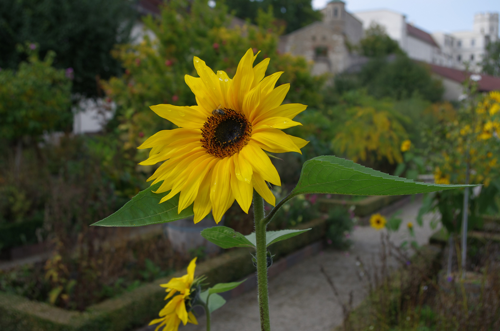 Sonnenblume in traumhafter Landschaft